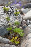 Ligusticum scoticum