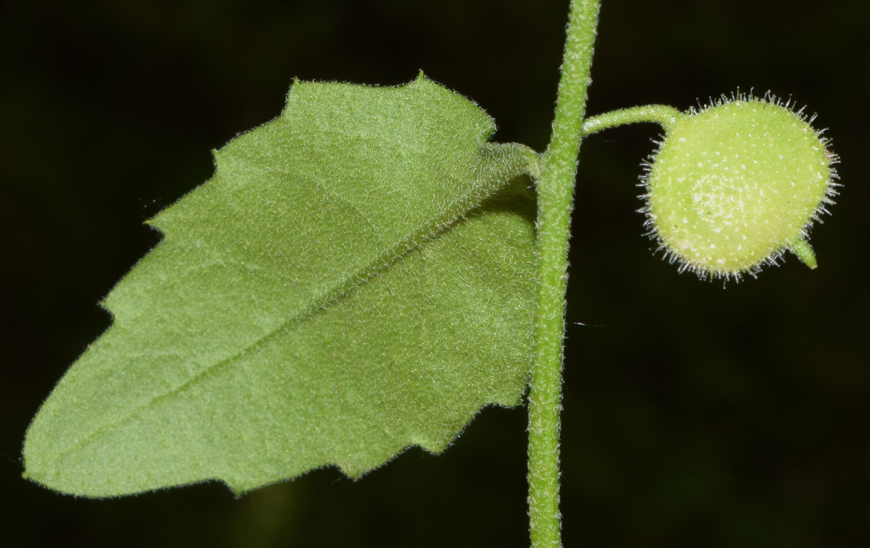 Изображение особи Asperuginoides axillaris.