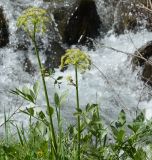 семейство Apiaceae