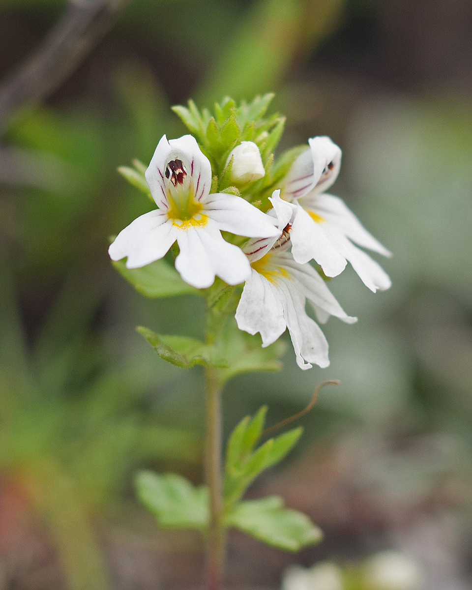 Image of Euphrasia petiolaris specimen.