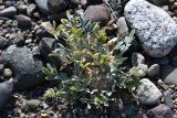 Astragalus borodinii