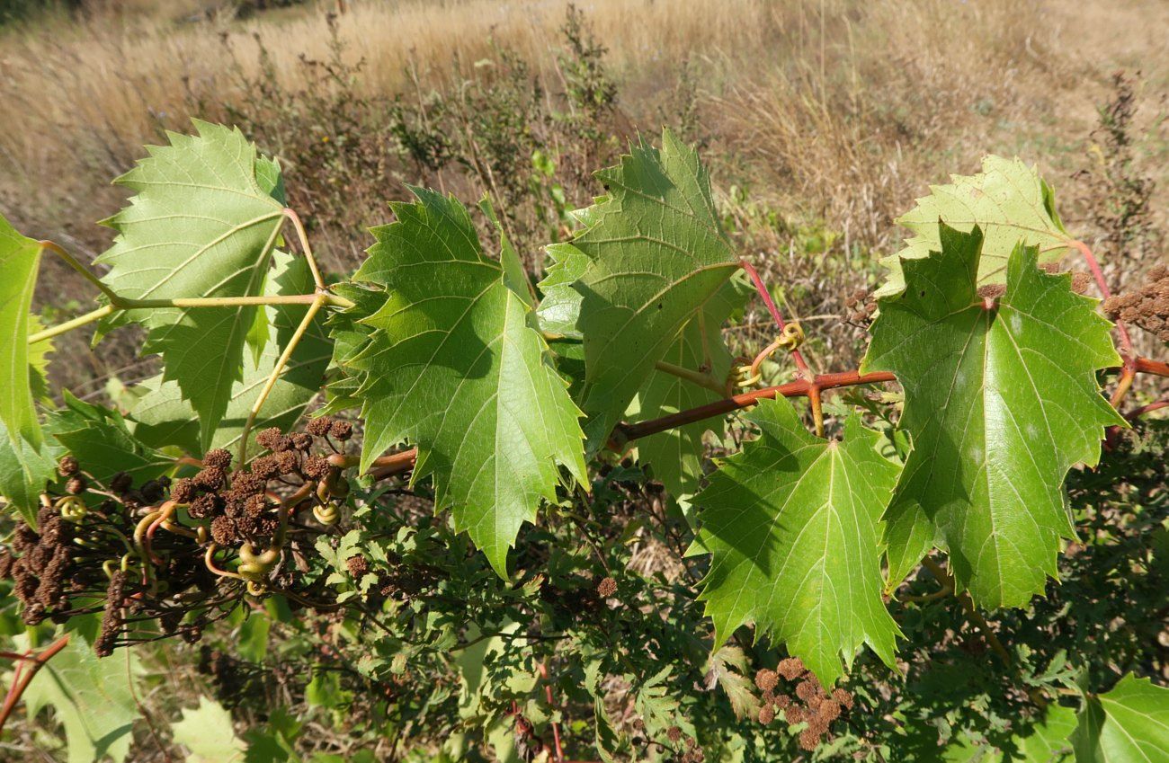 Image of Vitis riparia specimen.