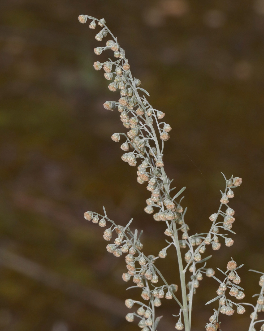 Image of Artemisia absinthium specimen.