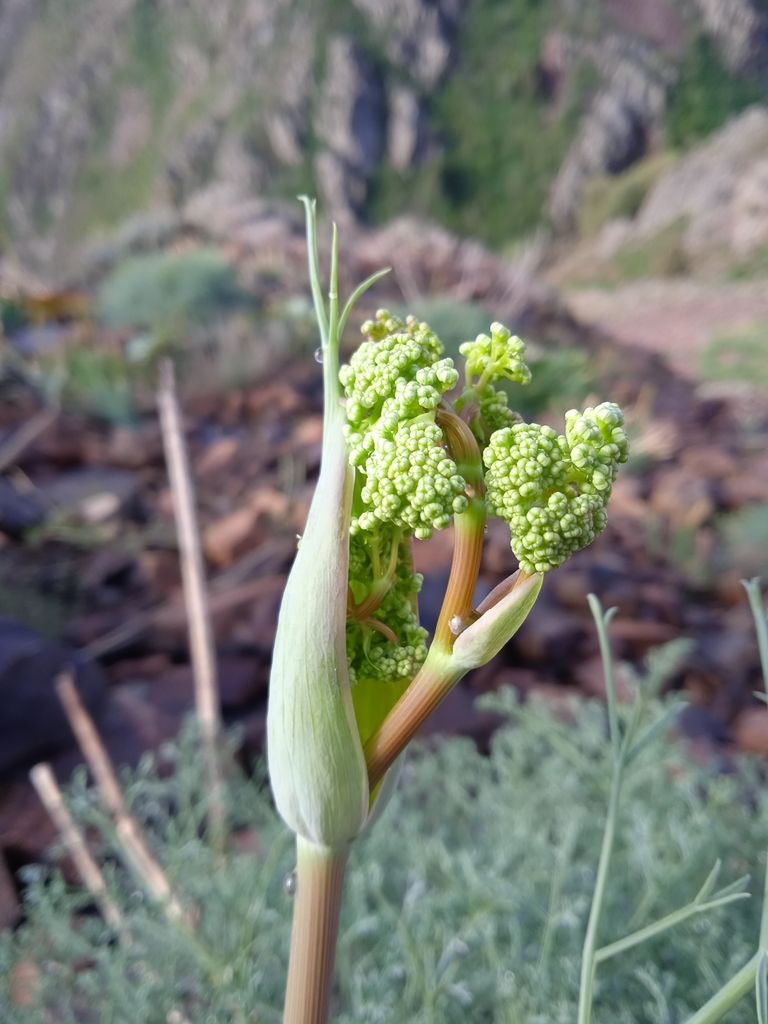 Изображение особи Ferula tschimganica.