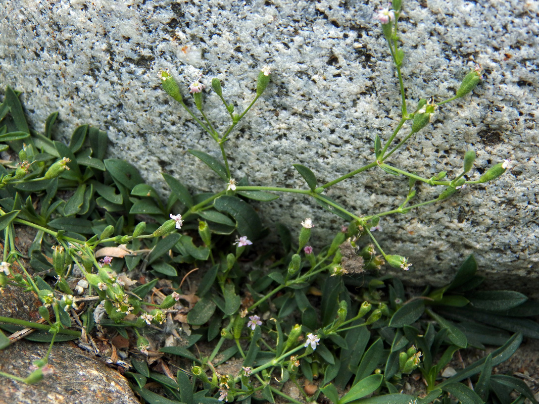 Image of Saponaria griffithiana specimen.