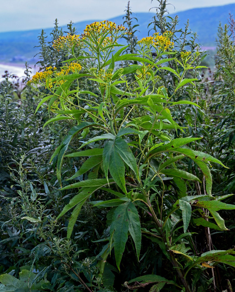 Image of Senecio cannabifolius specimen.