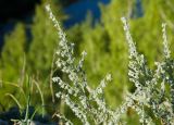 Artemisia frigida