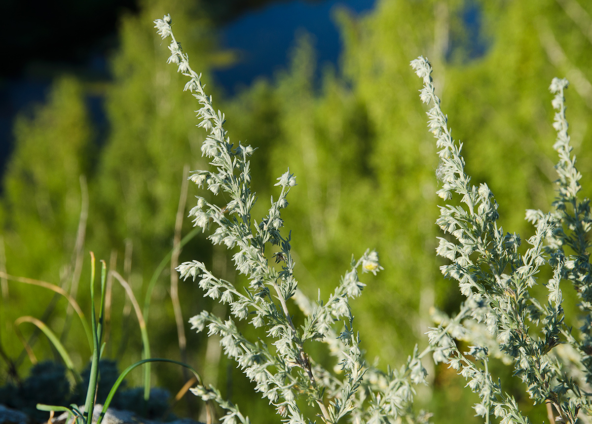 Image of Artemisia frigida specimen.