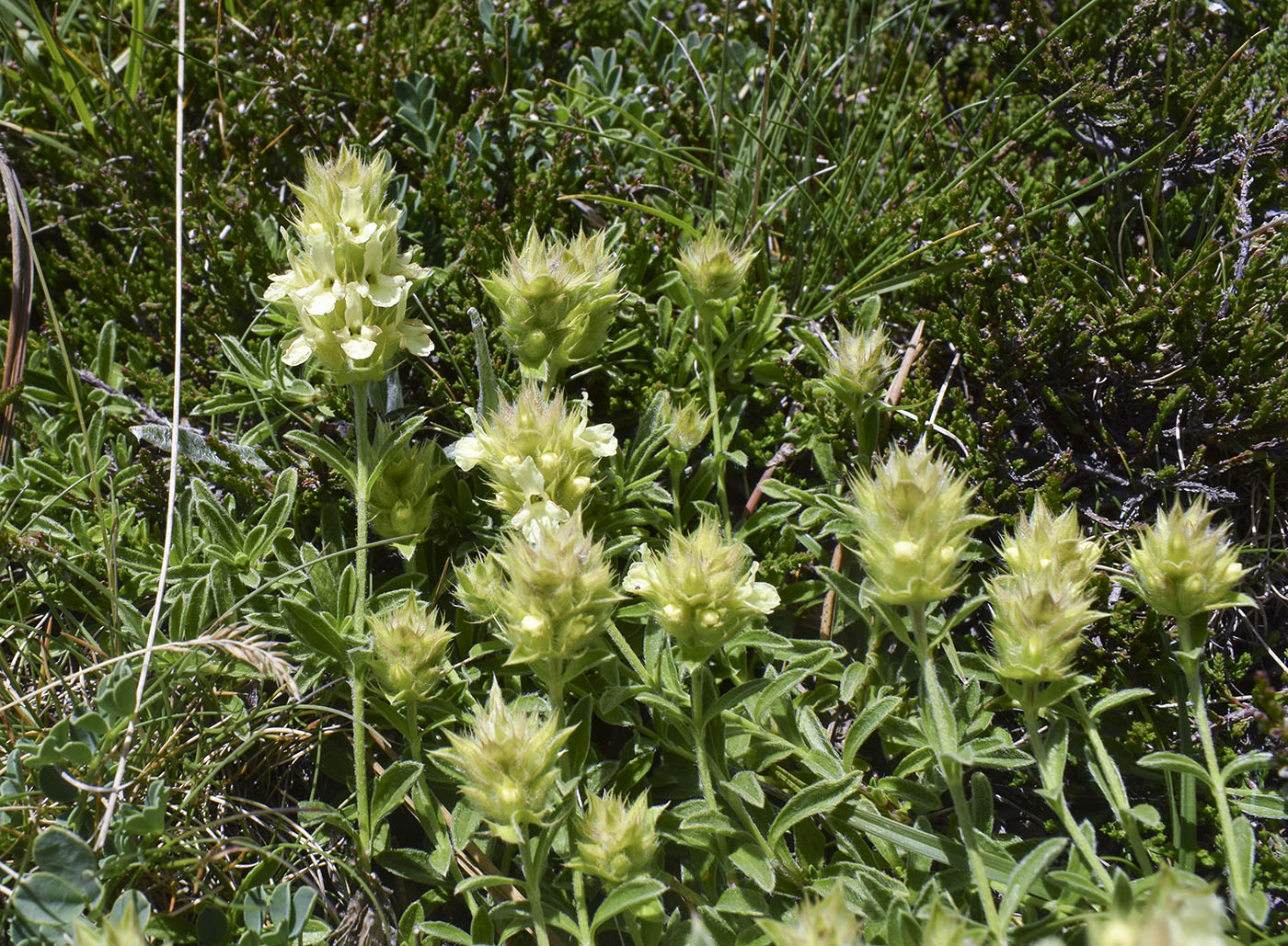 Image of Sideritis hyssopifolia specimen.