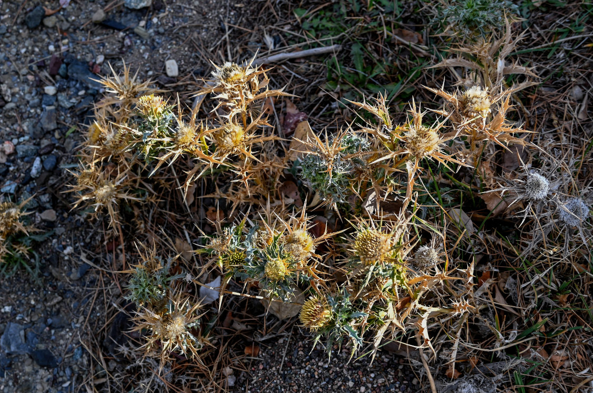 Image of Carlina brachylepis specimen.