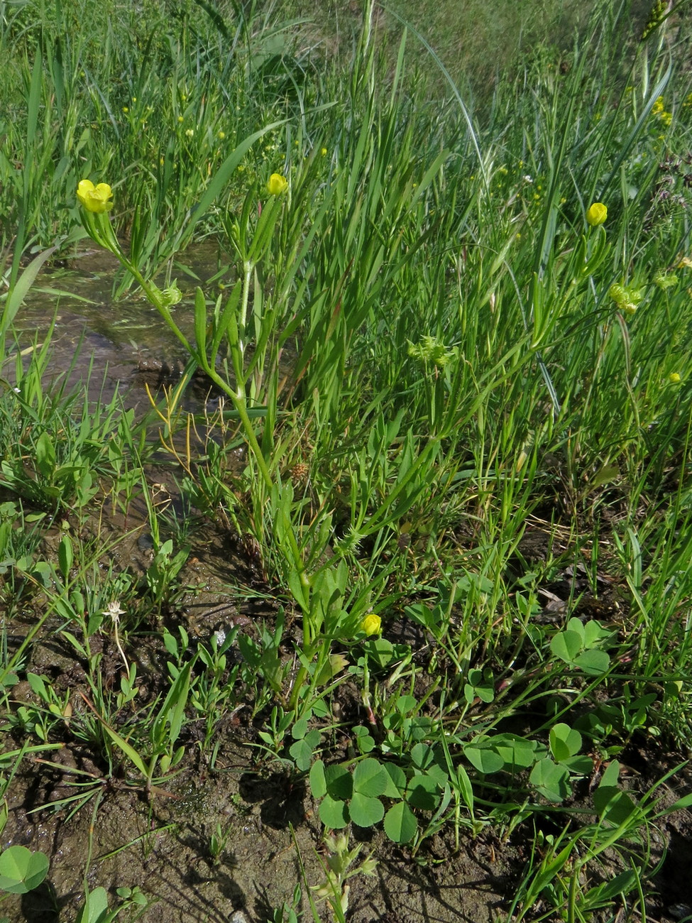 Изображение особи Ranunculus arvensis.