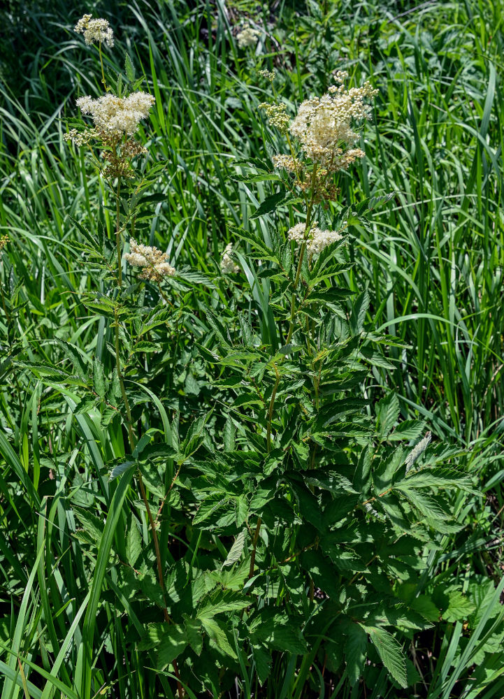 Image of Filipendula ulmaria specimen.