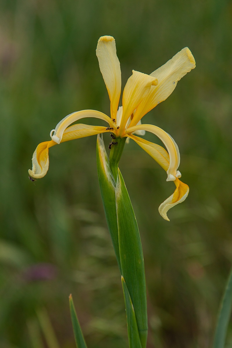 Изображение особи Iris halophila.