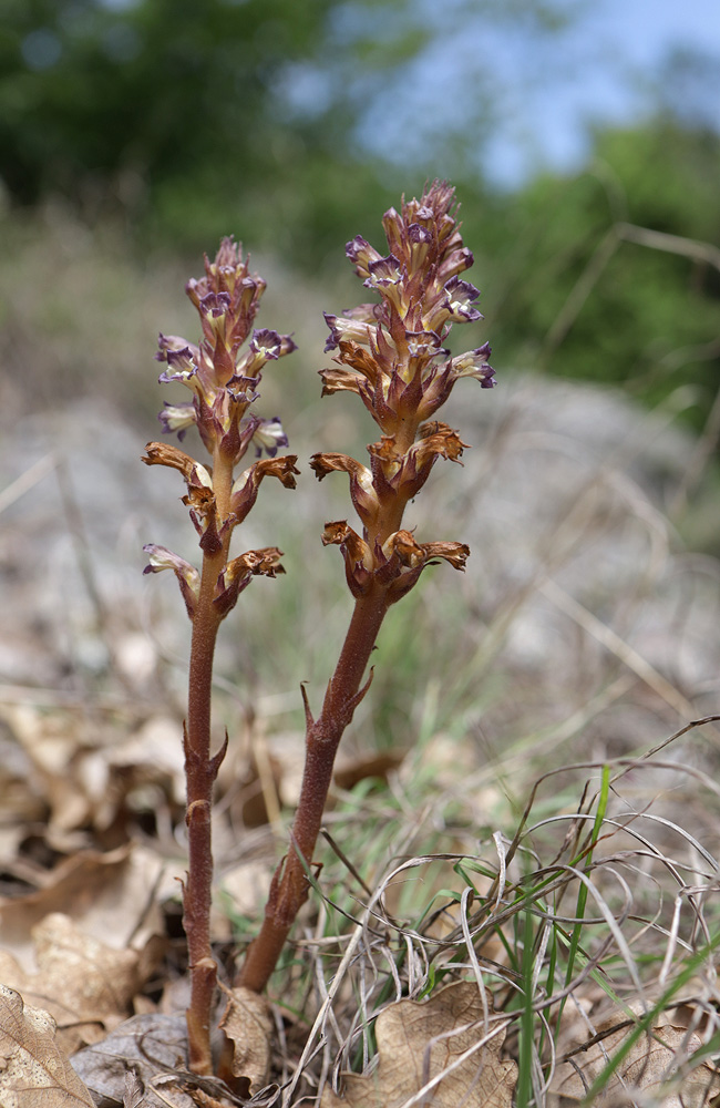 Изображение особи Orobanche grenieri.