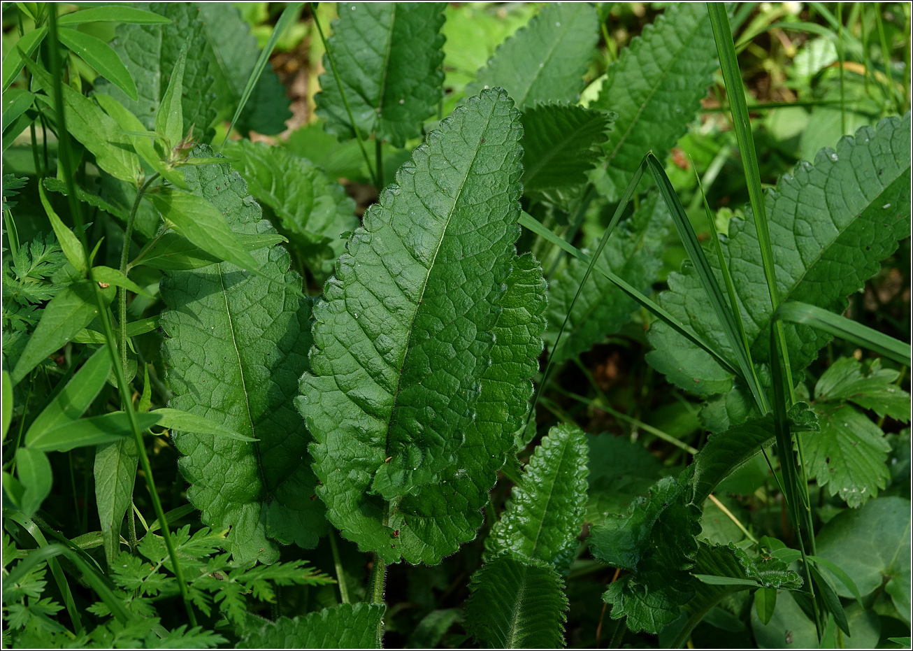 Изображение особи Betonica officinalis.