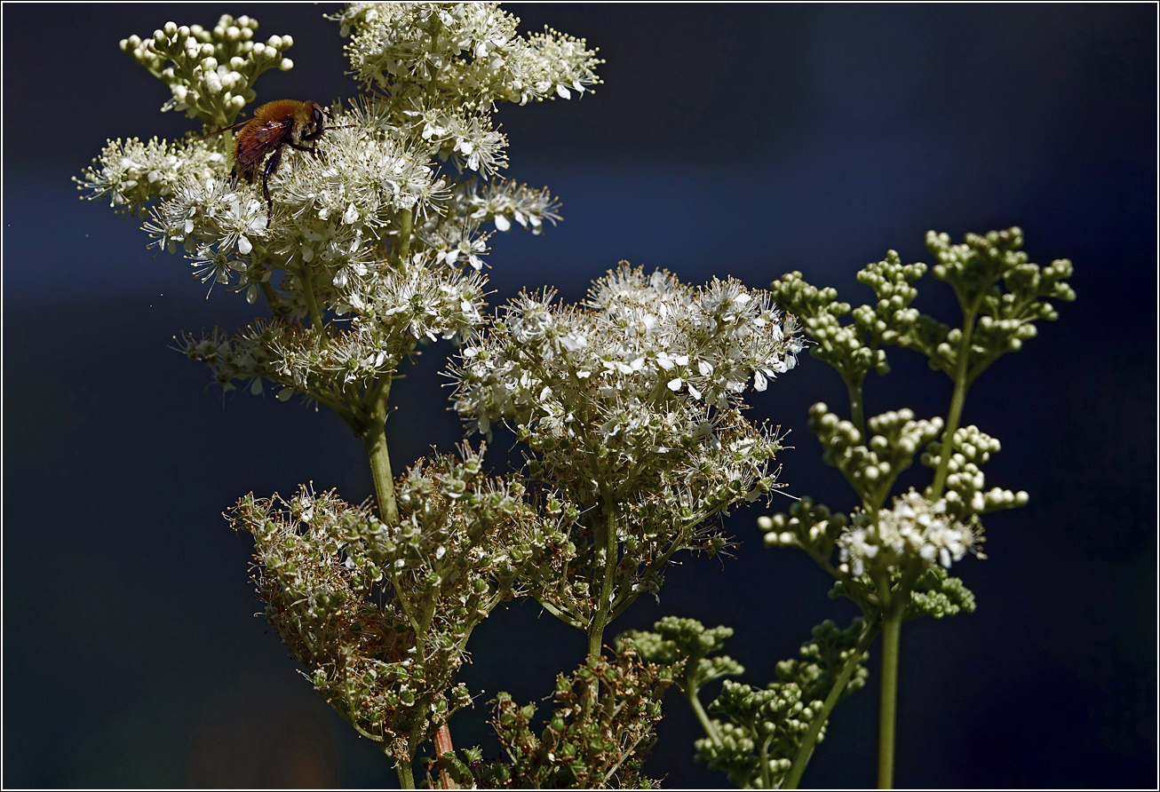 Image of Filipendula ulmaria specimen.