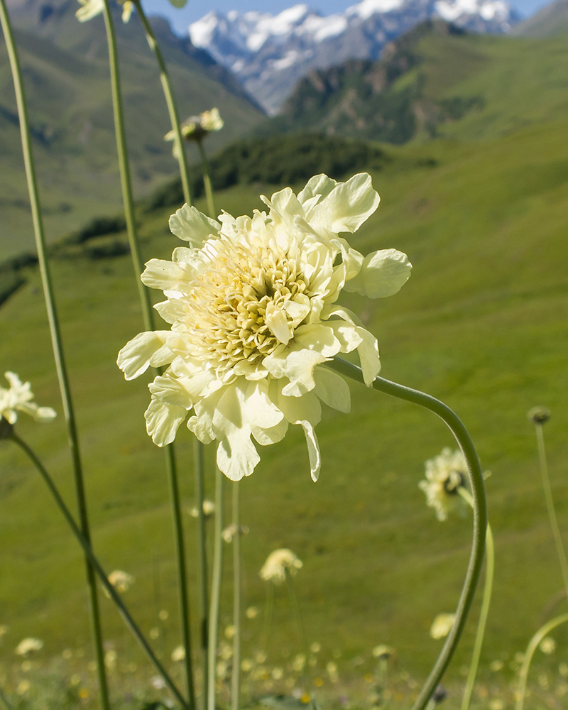 Image of Cephalaria balkharica specimen.