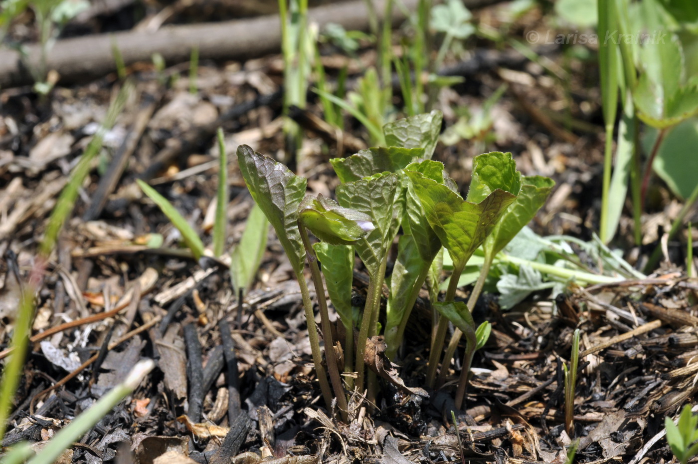 Изображение особи Viola brachysepala.