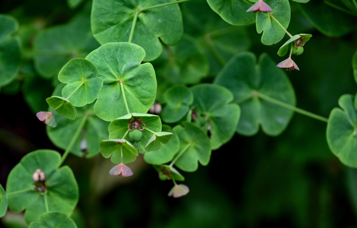 Изображение особи Euphorbia macroceras.