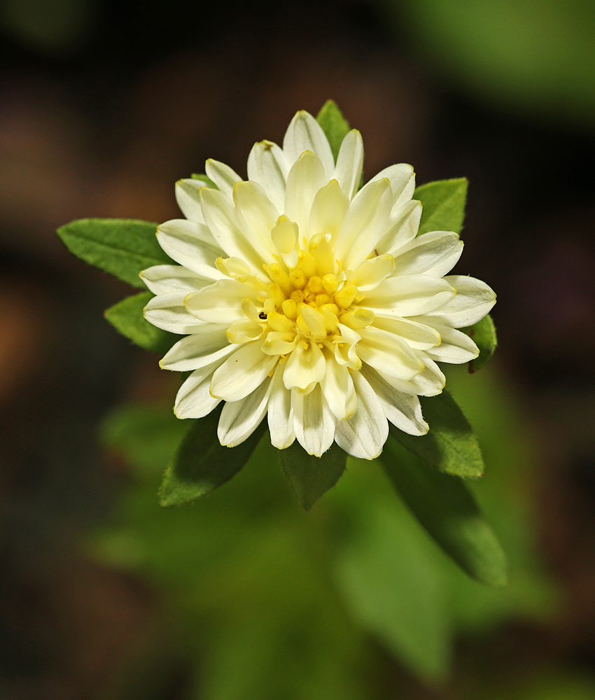 Изображение особи Callistephus chinensis.