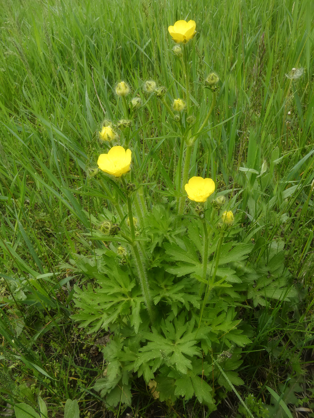 Image of Ranunculus polyanthemos specimen.