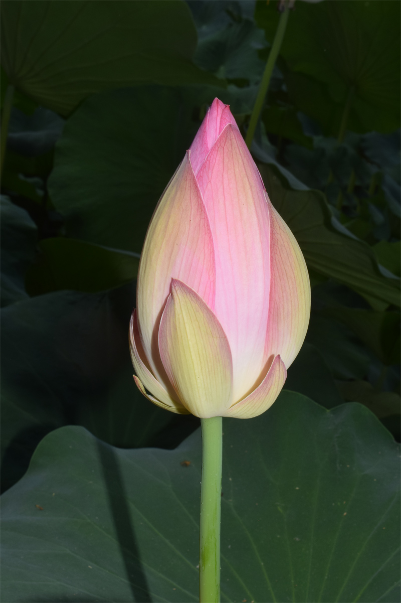 Image of Nelumbo caspica specimen.