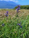 Lobelia sessilifolia. Верхушки цветущих растений. Курильские о-ва, о-в Итуруп, долина р. Рейдовая, пойменный луг. 23.08.2023.