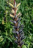 Lupinus polyphyllus. Соплодие с плодами разной степени зрелости. Московская обл., Сергиево-Посадский р-н, долина р. Пажа, залежь. 20.07.2024.