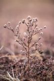 Pulicaria vulgaris. Плодоносящее растение. Волгоградская обл., Калачевский р-н, окр. станицы Голубинская, сухая дерновинно - злаковая степь. 11.10.2024.