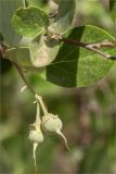 Styrax officinalis. Соплодие и листья. Турция, пров. Анталья, р-н Кумлуджа, окр. вдхр. Алакыр, обочина дороги, маквис. 31.05.2024.