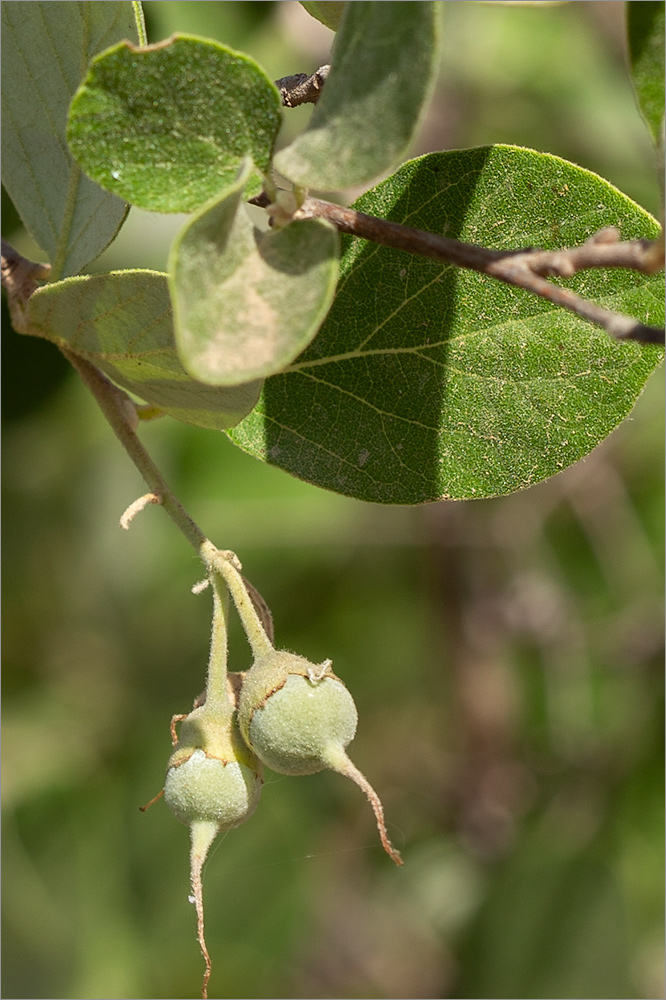 Изображение особи Styrax officinalis.