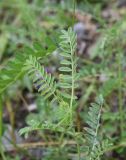 семейство Fabaceae. Лист. Чечня, Шаройский р-н, долина р. Цесиахк, рядом с домом Мансура, выс. ок. 1500 м н.у.м., луг. 28 июня 2024 г.