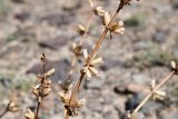 Phlomoides zenaidae. Части сухих соплодий со вскрывшимися зрелыми плодами. Казахстан, Алматинская обл., хр. Торайгыр, галечниковый склон. 26 июля 2024 г.