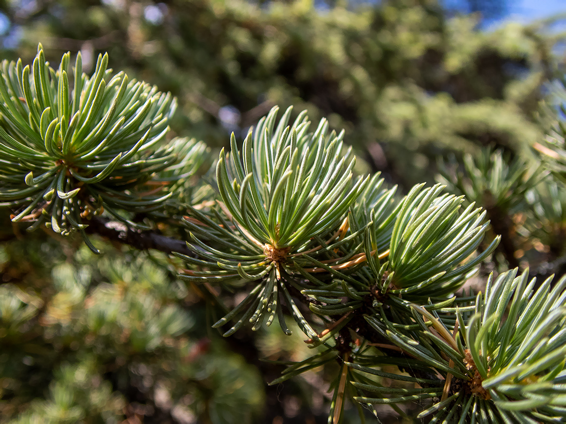 Изображение особи Cedrus libani.