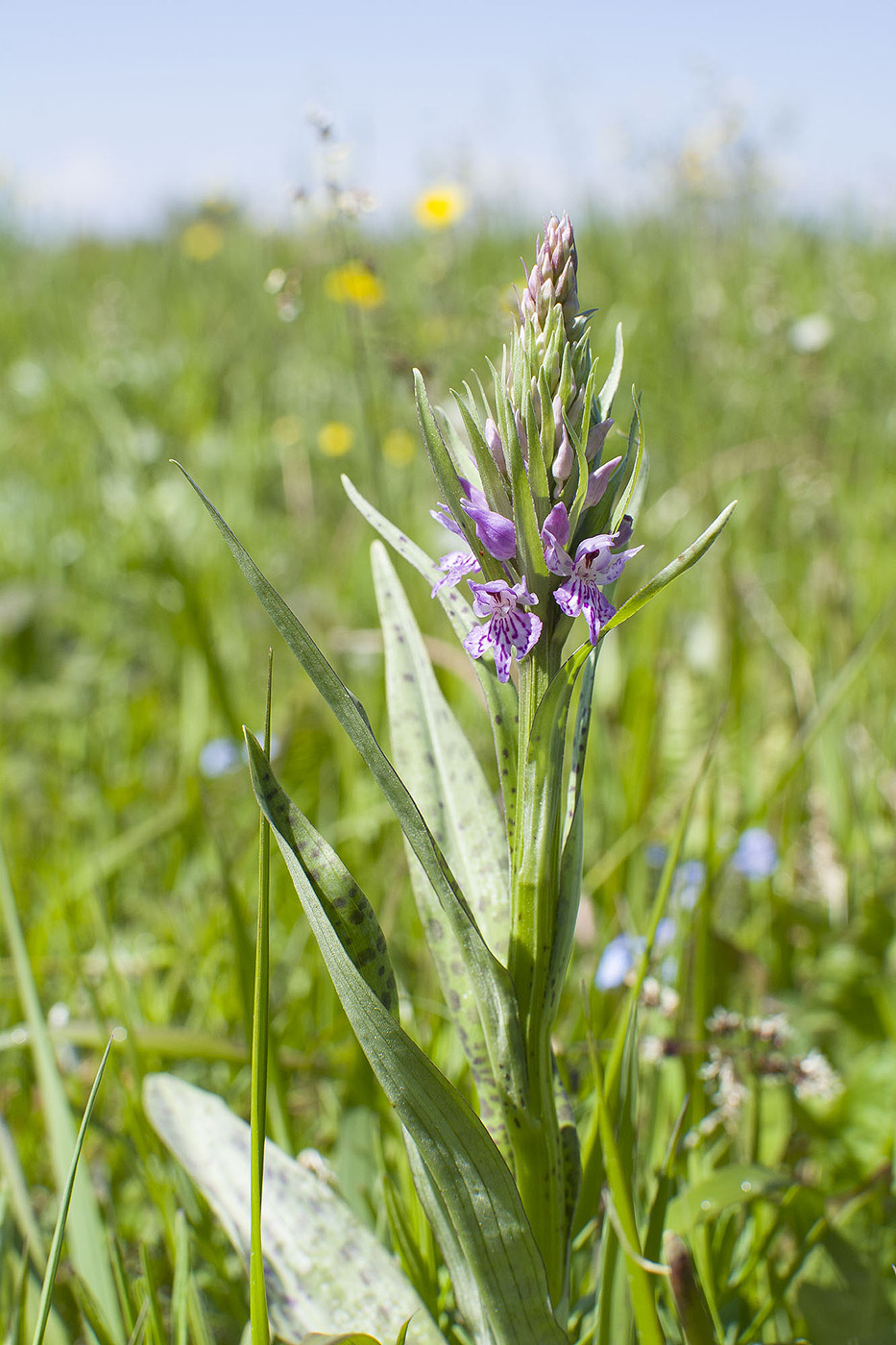 Изображение особи Dactylorhiza fuchsii.