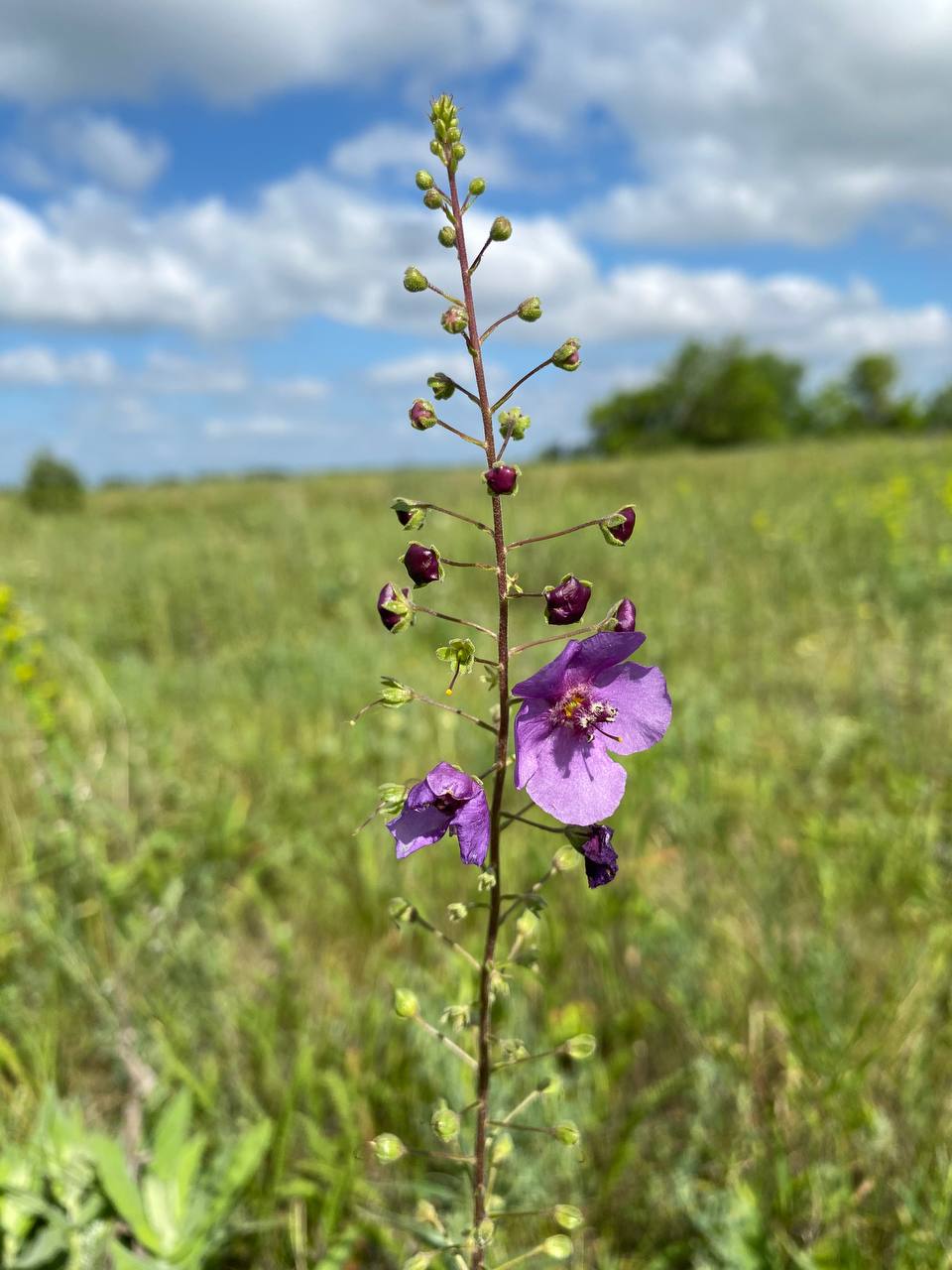 Изображение особи Verbascum phoeniceum.