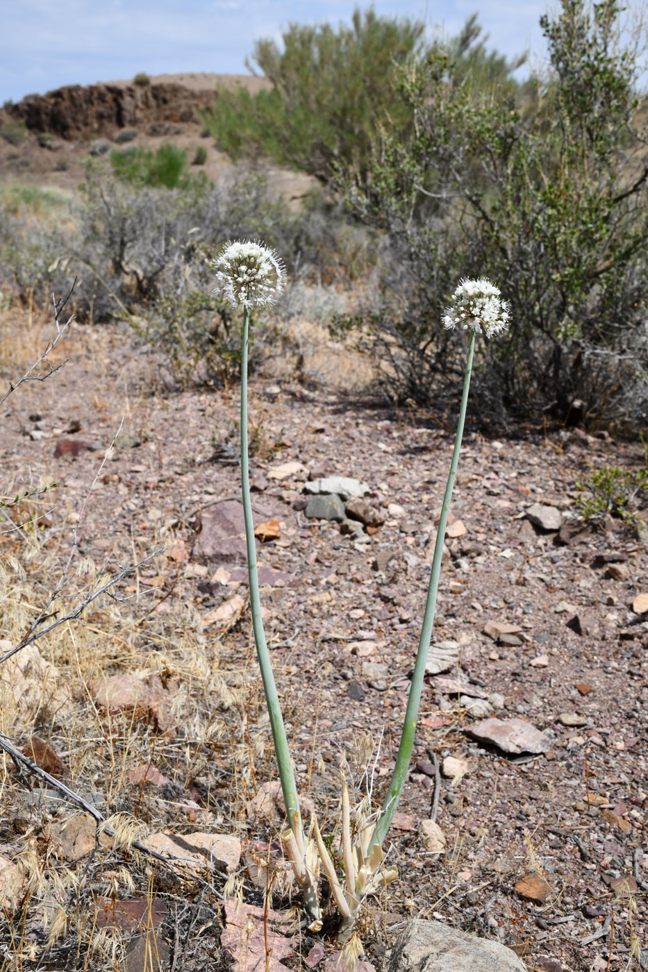 Изображение особи Allium galanthum.