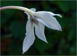 Gladiolus murielae. Цветок. Московская обл., Раменский р-н, окр. дер. Хрипань, садовый участок. 18.09.2024.