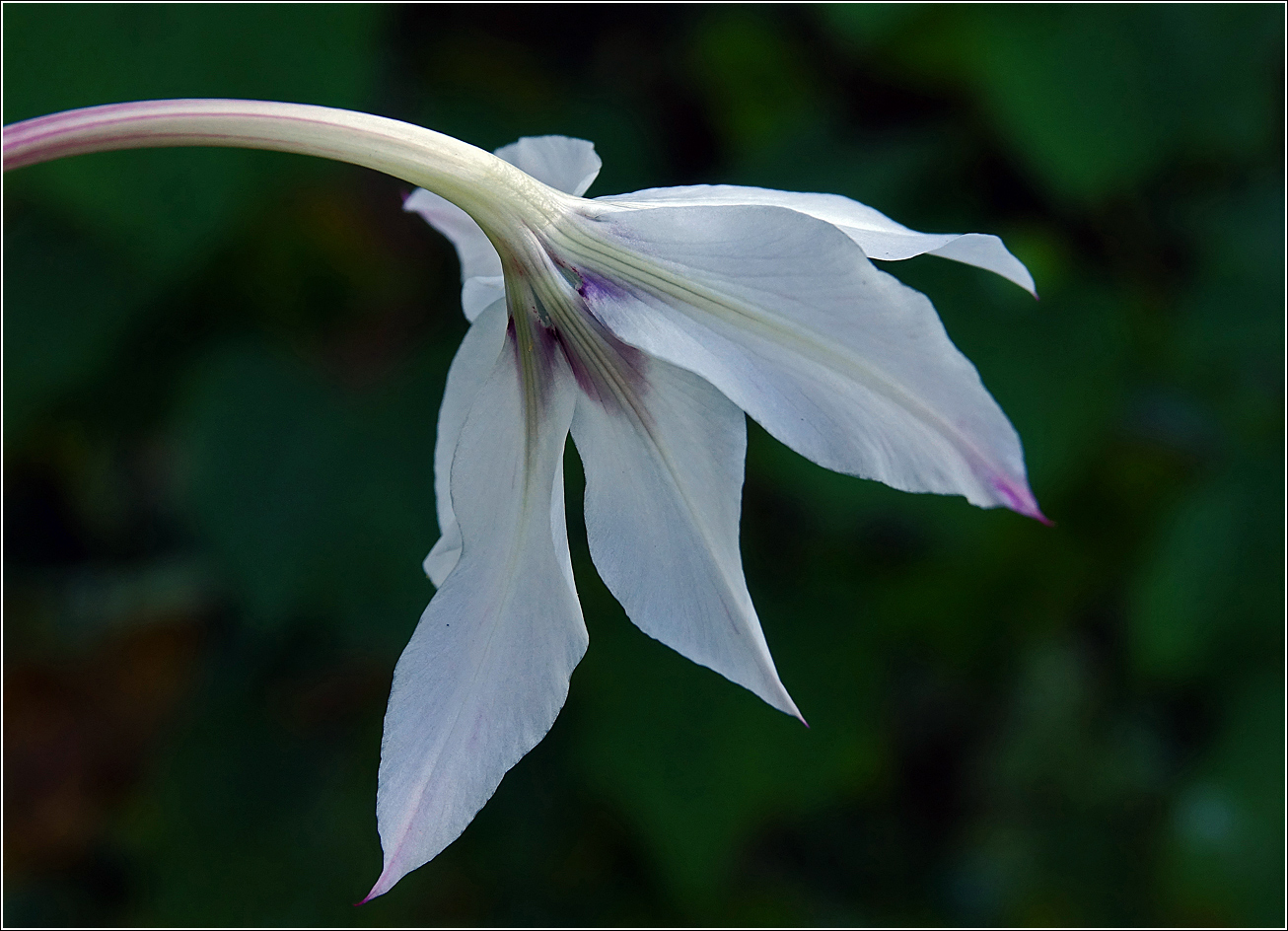 Image of Gladiolus murielae specimen.
