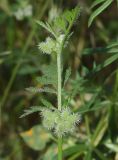Torilis nodosa