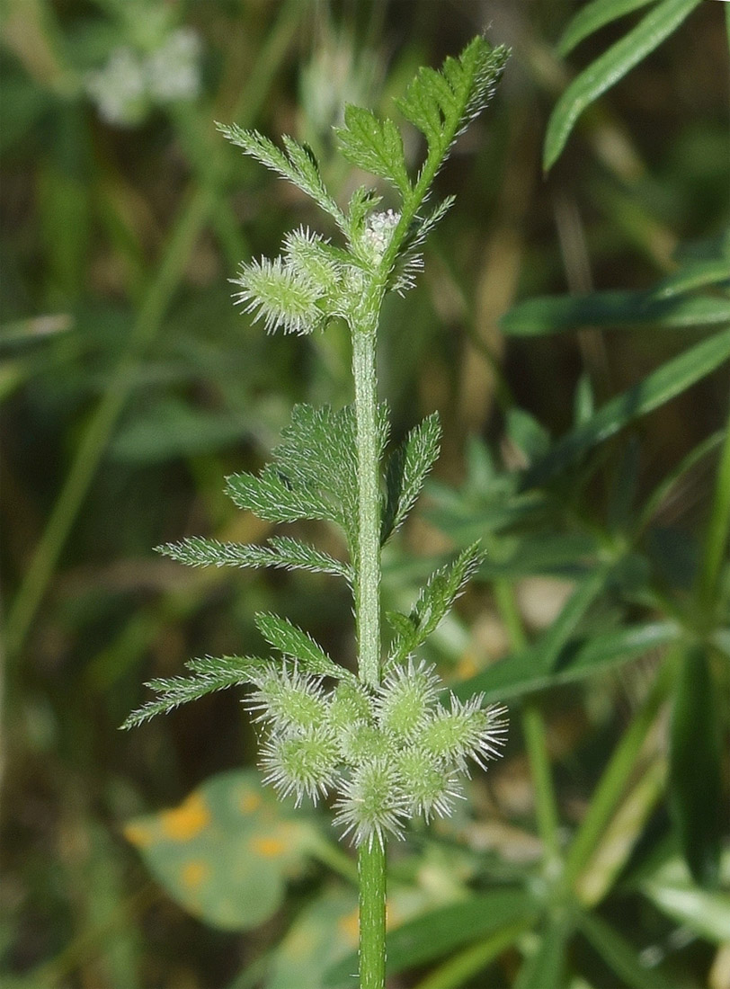 Image of Torilis nodosa specimen.