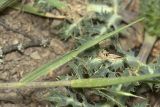 Bromus hordeaceus