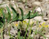 Rhaponticoides ruthenica