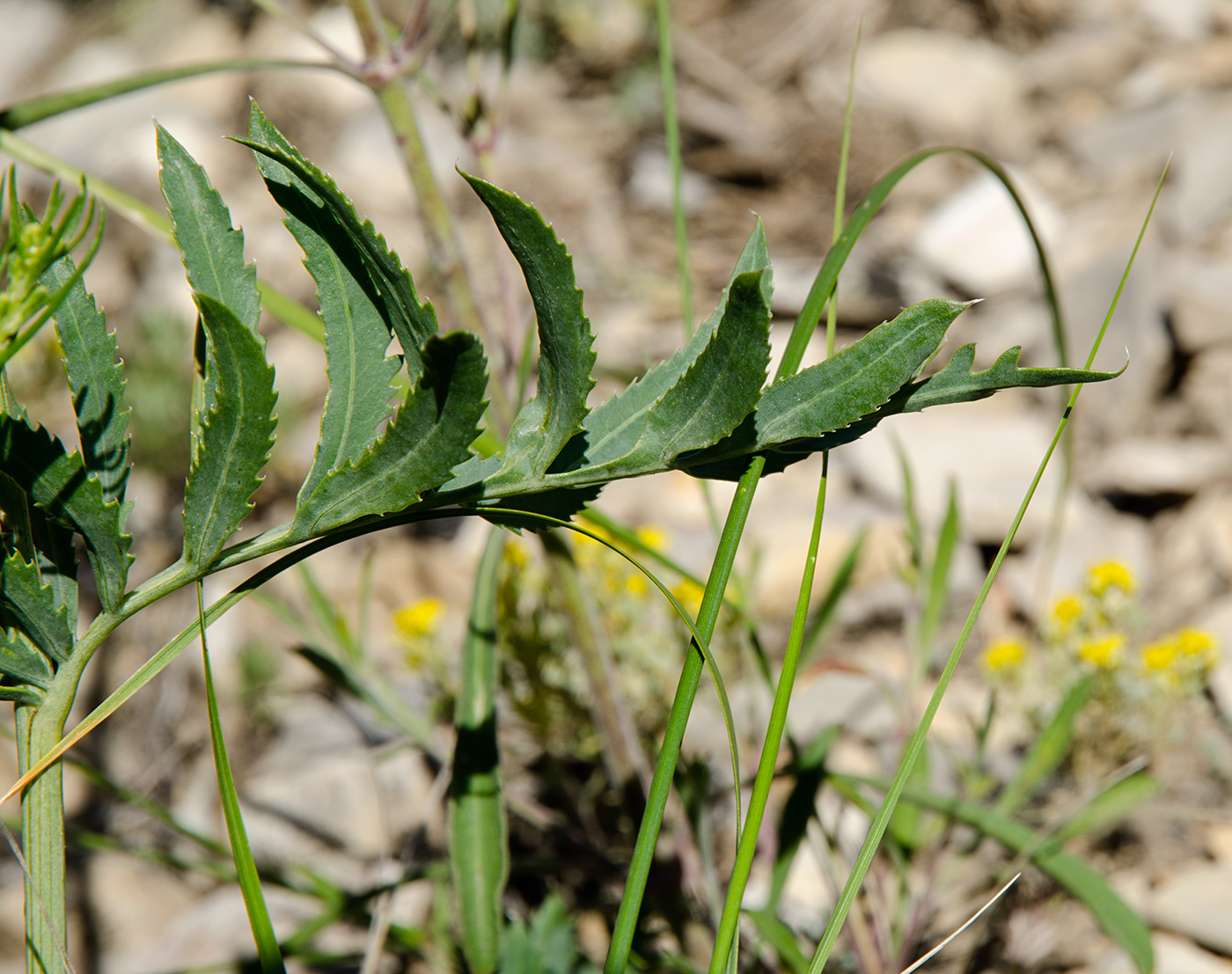 Image of Rhaponticoides ruthenica specimen.