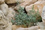 Смотреть изображение семейство Chenopodiaceae