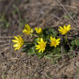 View full-size image Ficaria verna