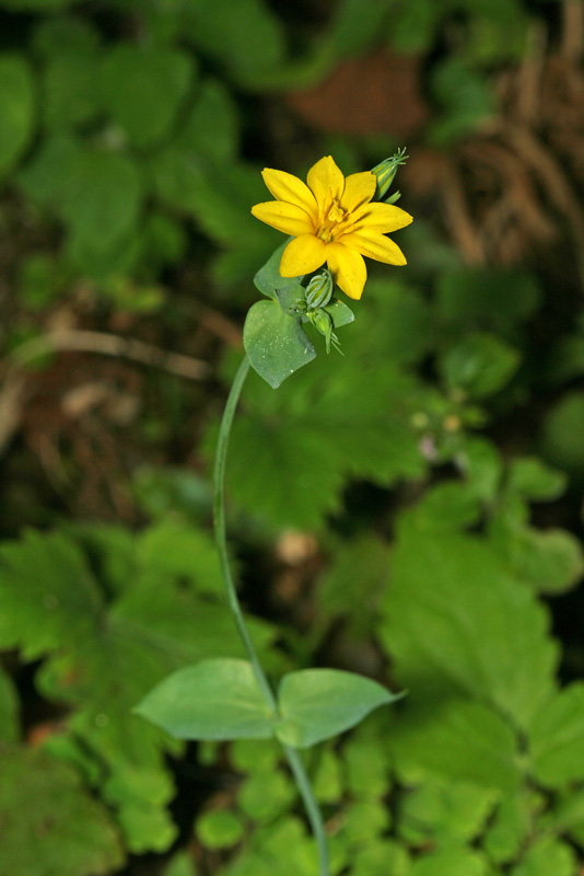 Image of Blackstonia acuminata specimen.