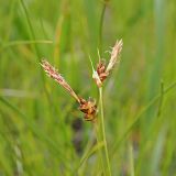 Смотреть изображение Carex supina