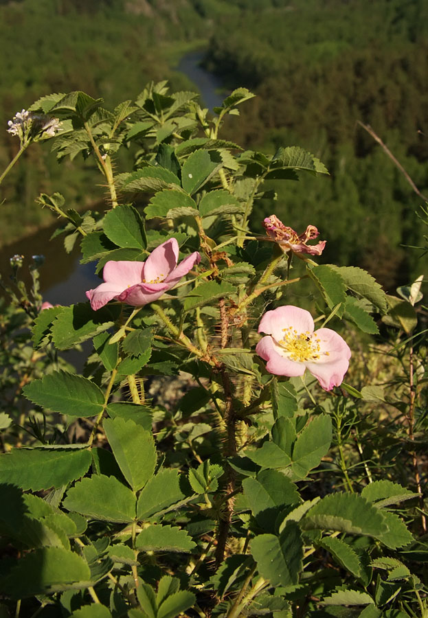 Image of Rosa acicularis specimen.