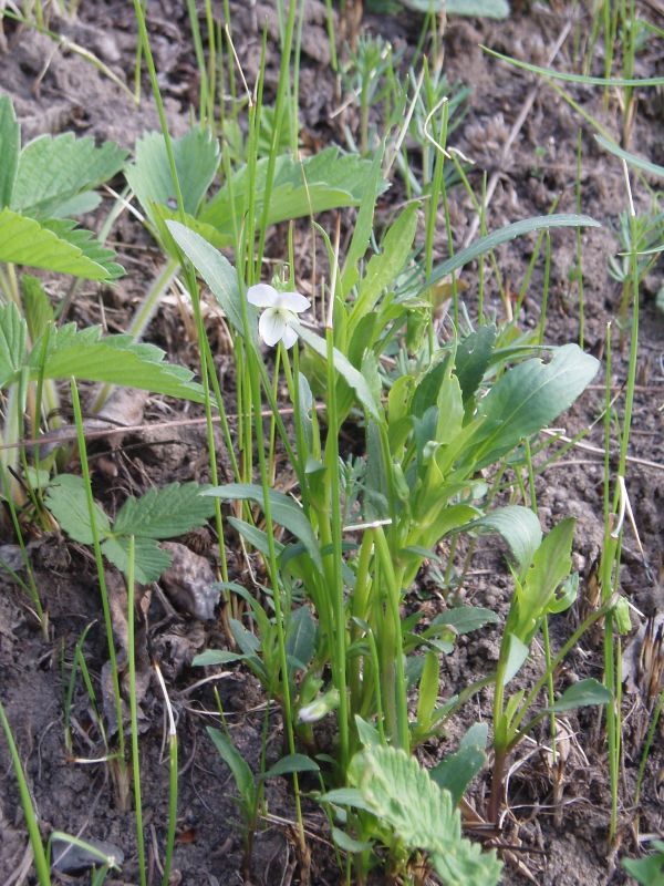 Image of Viola accrescens specimen.